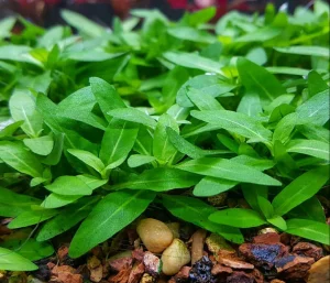 Staurogyne repens