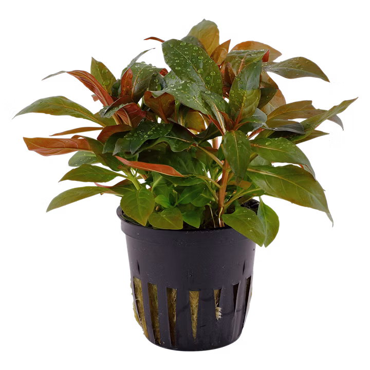 Ludwigia glandulosa - Image 4