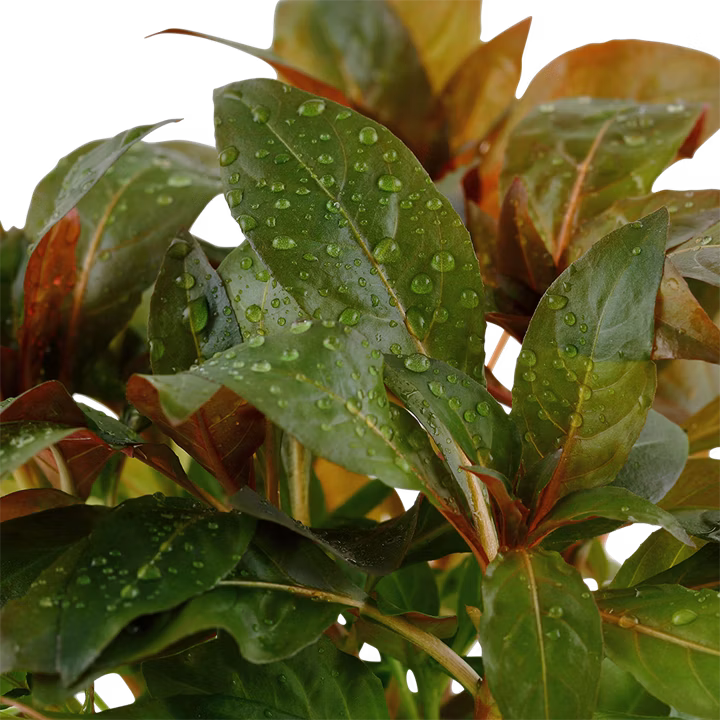 Ludwigia glandulosa - Image 3