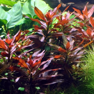 Ludwigia glandulosa