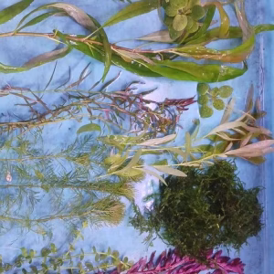 Pack de plantas low tech