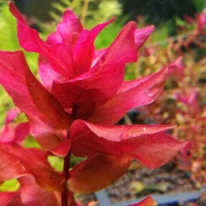 Rotala Macandra
