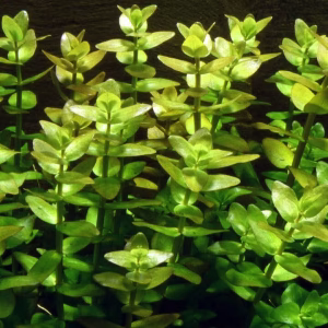 Bacopa caroliniana