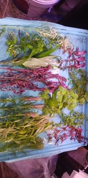 Pack de plantas High-tech