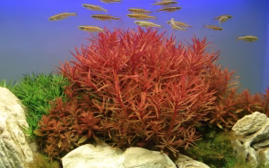 Ammannia crassicaulis