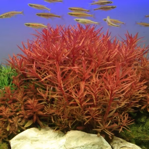 Ammannia crassicaulis