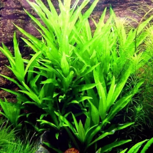 Hygrophila salicifolia