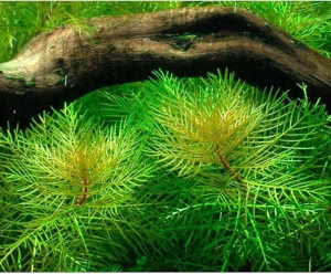 Myriophyllum matogrossense
