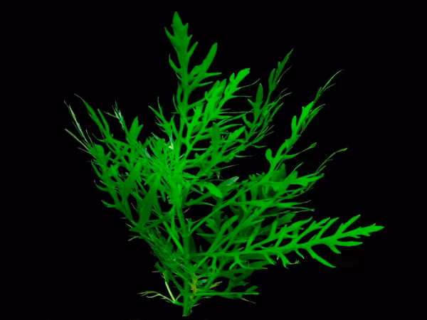 Hygrophila Difformis - Image 2