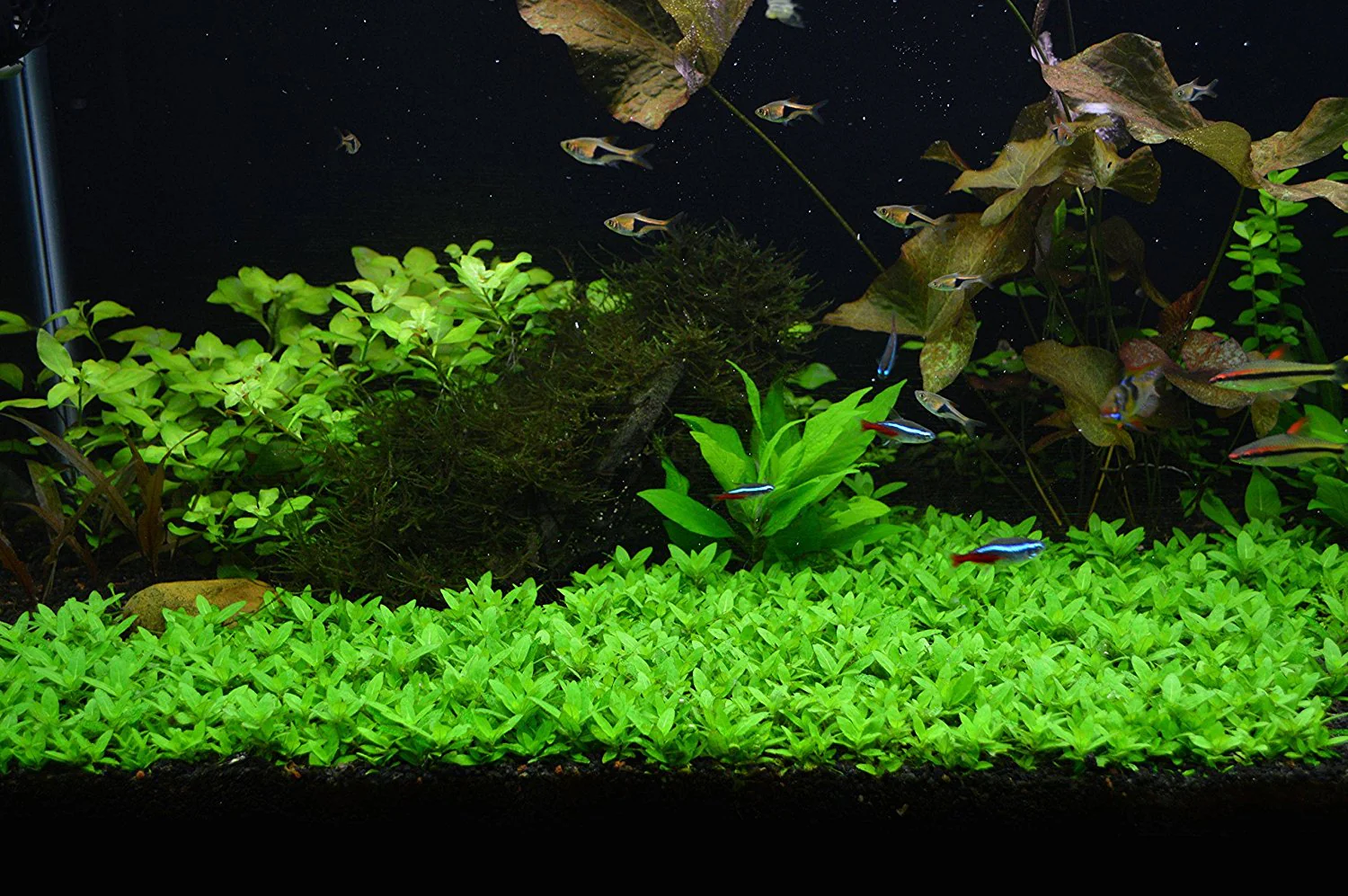 Staurogyne repens - Image 2
