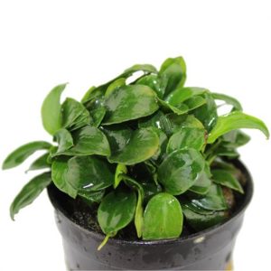 Anubias barteri var. nana