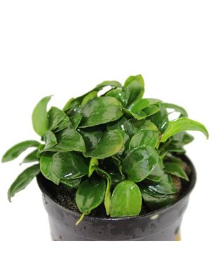 Anubias barteri var. nana