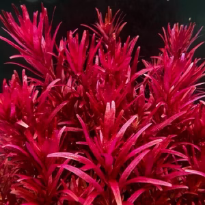 Rotala blood red singapure