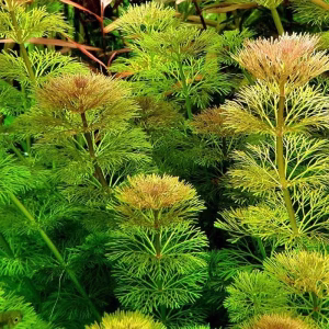 Limnophila sessiliflora
