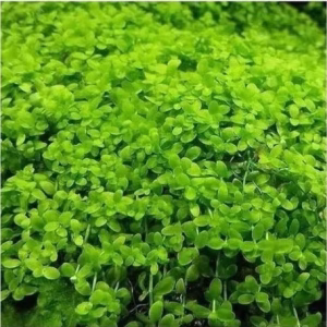 Micranthemum tweediei 'Monte Carlo