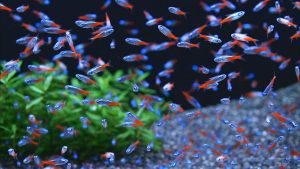 Tetra Neon- Paracheirodon Innesi