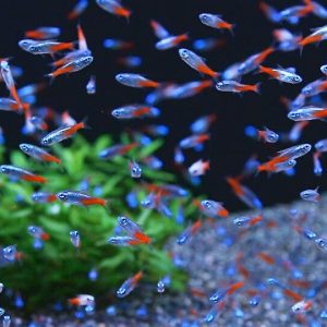 Tetra Neon- Paracheirodon Innesi