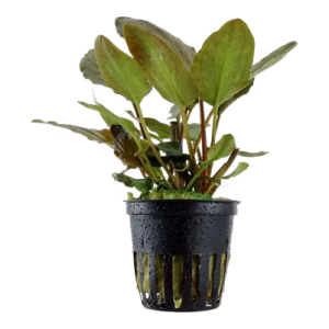 Lagenandra meeboldii “Red"