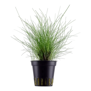 Eleocharis parvula