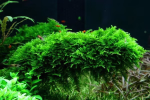 Christmas Moss em madeira