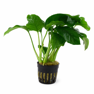 Anubias barteri var. barteri