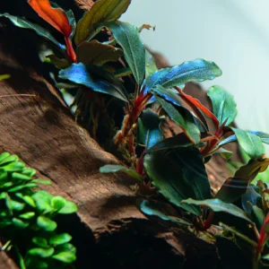 Bucephalandra sordidula 'Blue'