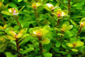 Rotala Bonsai