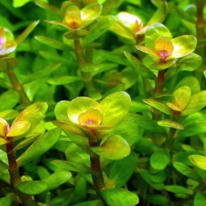 Rotala Bonsai