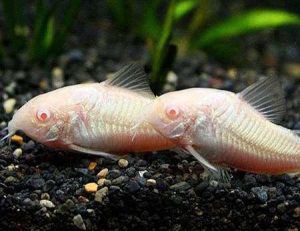 Corydora Aeneus var. Albina