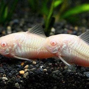 Corydora Aeneus var. Albina
