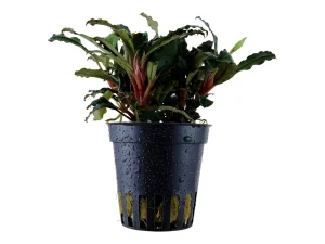 Bucephalandra Sp red