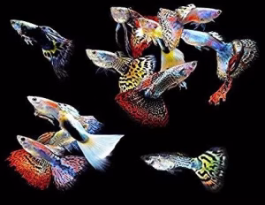 Guppys sortidos