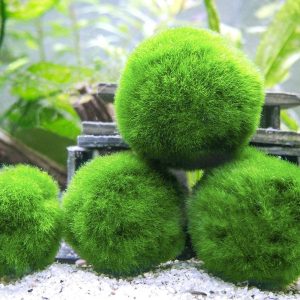 Aegagropila linnaei - Cladophora