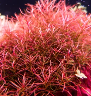 Ludwigia Arcuata