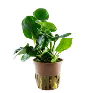 Anubia Coin Leaf