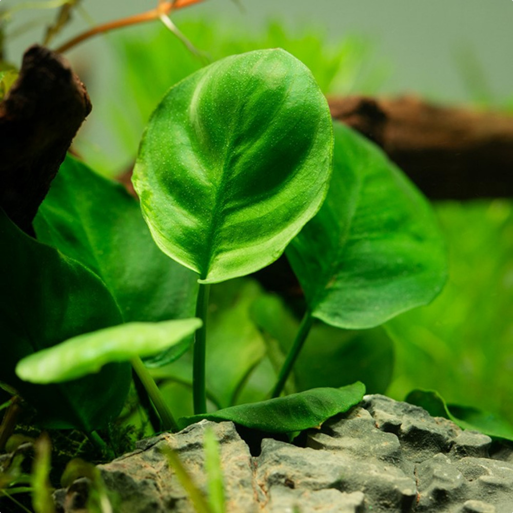 Anubia Coin Leaf - Image 2