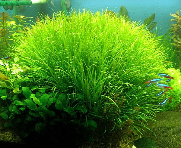 Blyxa                               japonica