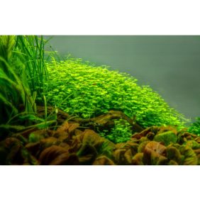 hydrocotyle-tripartita (2)