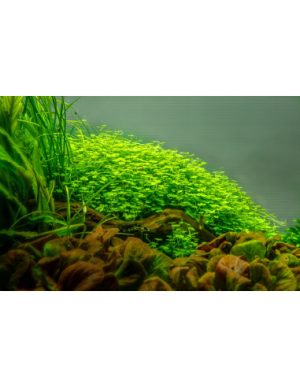 Hydrocotyle tripartita 'Japan'