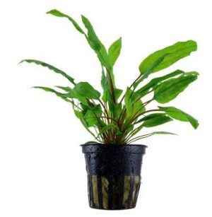 Cryptocoryne wendtii 'Green