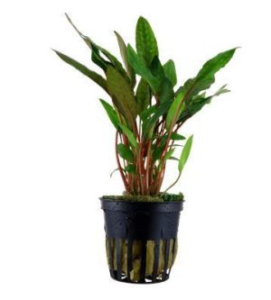 Cryptocoryne becketti petchii